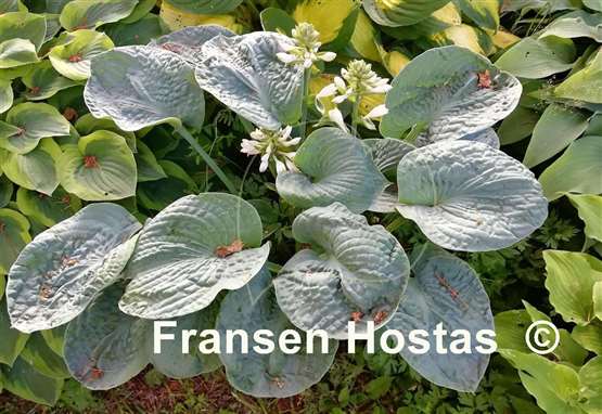 Hosta Will of Fortune